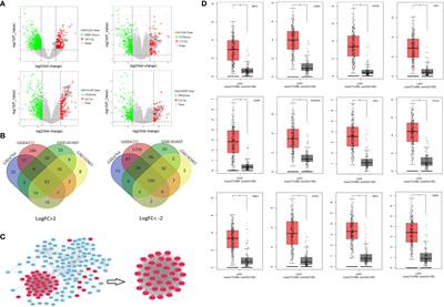 Expression Levels of Three Key Genes CCNB1, CDC20, and CENPF in HCC Are Associated With Antitumor Immunity